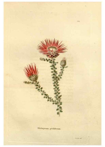 Reproducción/Reproduction 48623695211: The botanical cabinet. London :John & Arthur Arch ...,1817-1833.. 