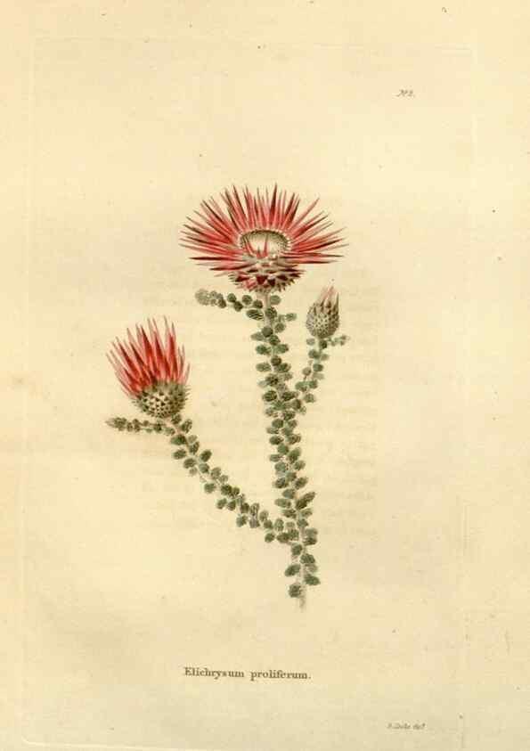 Reproducción/Reproduction 48623695211: The botanical cabinet. London :John & Arthur Arch ...,1817-1833.. 
