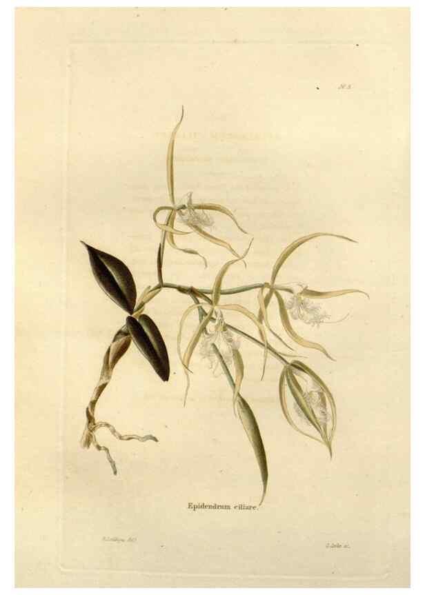 Reproducción/Reproduction 48623844127: The botanical cabinet. London :John & Arthur Arch ...,1817-1833.. 
