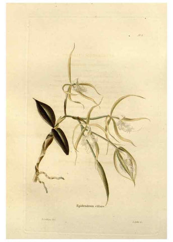 Reproducción/Reproduction 48623844127: The botanical cabinet. London :John & Arthur Arch ...,1817-1833.. 