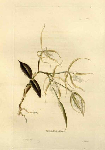 Reproducción/Reproduction 48623844127: The botanical cabinet. London :John & Arthur Arch ...,1817-1833.. 