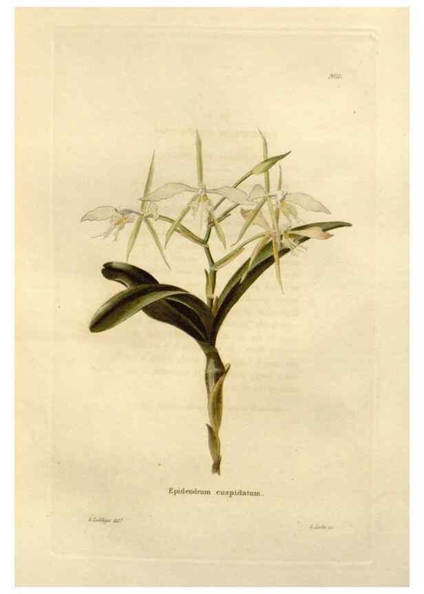 Reproducción/Reproduction 48623844382: The botanical cabinet. London :John & Arthur Arch ...,1817-1833.. 