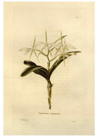 Reproducción/Reproduction 48623844382: The botanical cabinet. London :John & Arthur Arch ...,1817-1833.. 