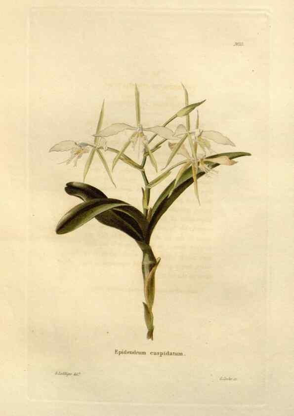 Reproducción/Reproduction 48623844382: The botanical cabinet. London :John & Arthur Arch ...,1817-1833.. 