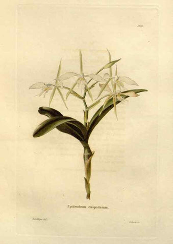 Reproducción/Reproduction 48623844382: The botanical cabinet. London :John & Arthur Arch ...,1817-1833.. 