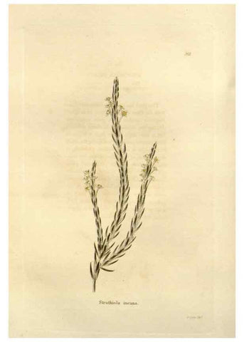 Reproducción/Reproduction 48623696596: The botanical cabinet. London :John & Arthur Arch ...,1817-1833.. 
