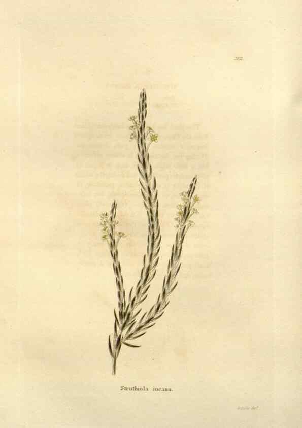 Reproducción/Reproduction 48623696596: The botanical cabinet. London :John & Arthur Arch ...,1817-1833.. 