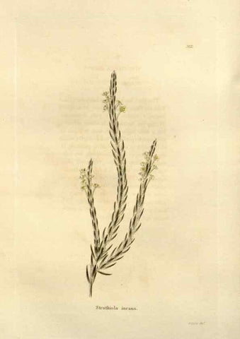 Reproducción/Reproduction 48623696596: The botanical cabinet. London :John & Arthur Arch ...,1817-1833.. 