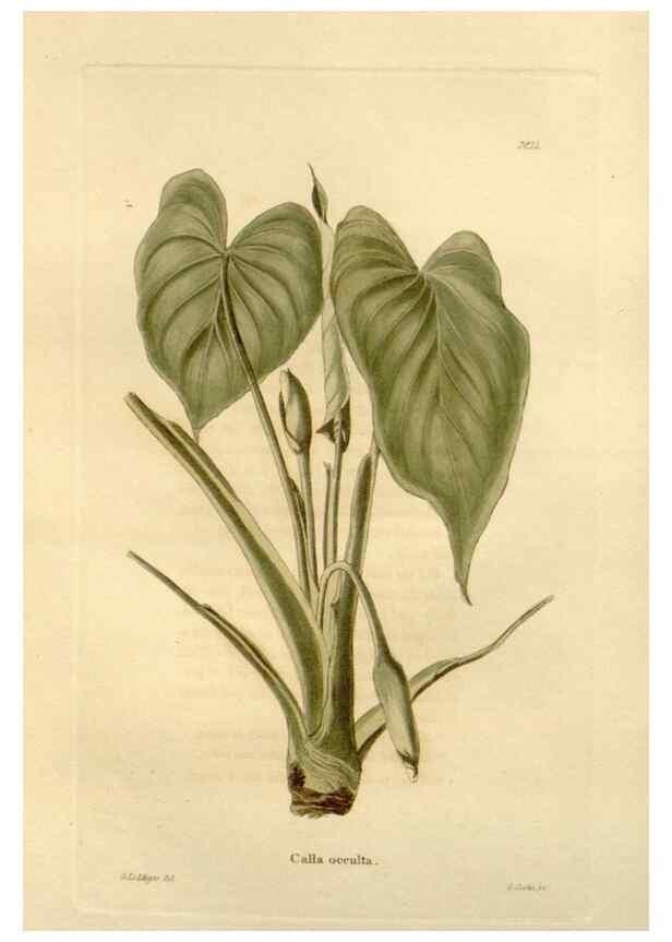 Reproducción/Reproduction 48623845237: The botanical cabinet. London :John & Arthur Arch ...,1817-1833.. 