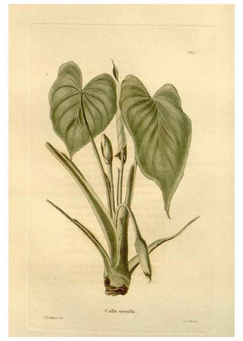 Reproducción/Reproduction 48623845237: The botanical cabinet. London :John & Arthur Arch ...,1817-1833.. 