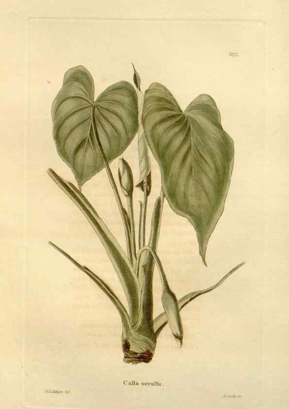 Reproducción/Reproduction 48623845237: The botanical cabinet. London :John & Arthur Arch ...,1817-1833.. 