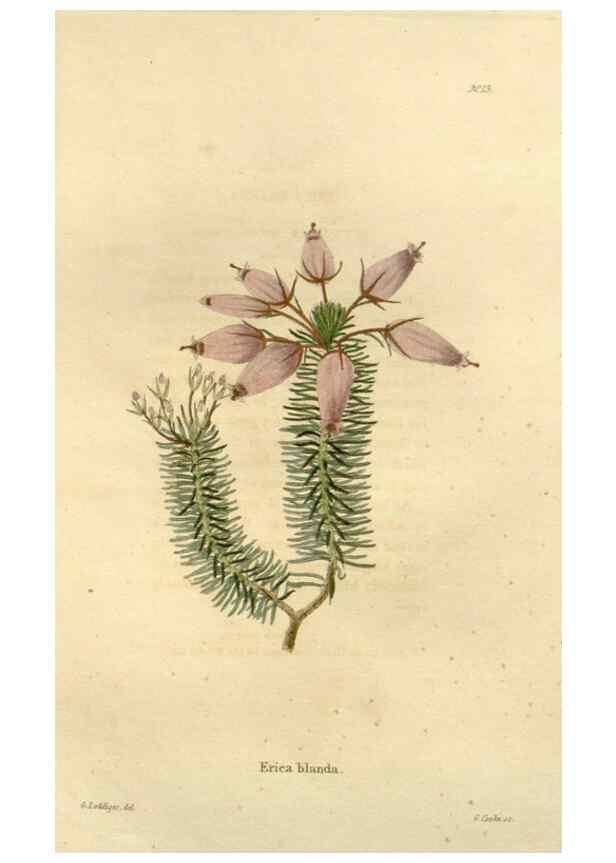 Reproducción/Reproduction 48623344008: The botanical cabinet. London :John & Arthur Arch ...,1817-1833.. 
