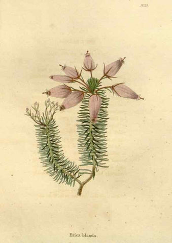 Reproducción/Reproduction 48623344008: The botanical cabinet. London :John & Arthur Arch ...,1817-1833.. 