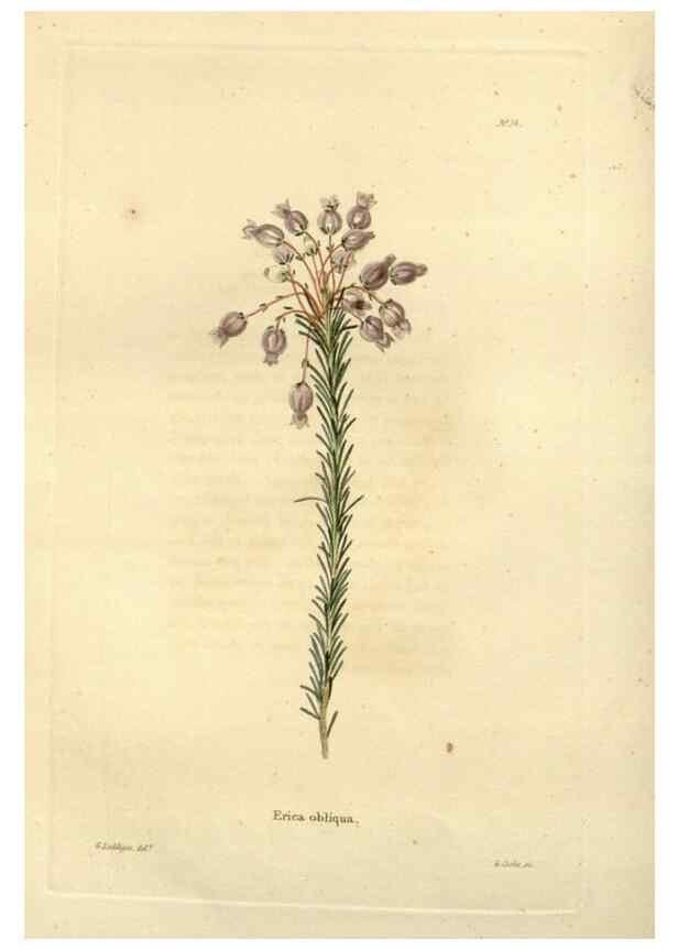 Reproducción/Reproduction 48623697686: The botanical cabinet. London :John & Arthur Arch ...,1817-1833.. 