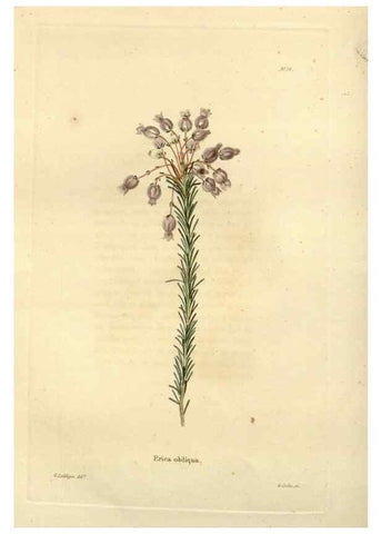 Reproducción/Reproduction 48623697686: The botanical cabinet. London :John & Arthur Arch ...,1817-1833.. 
