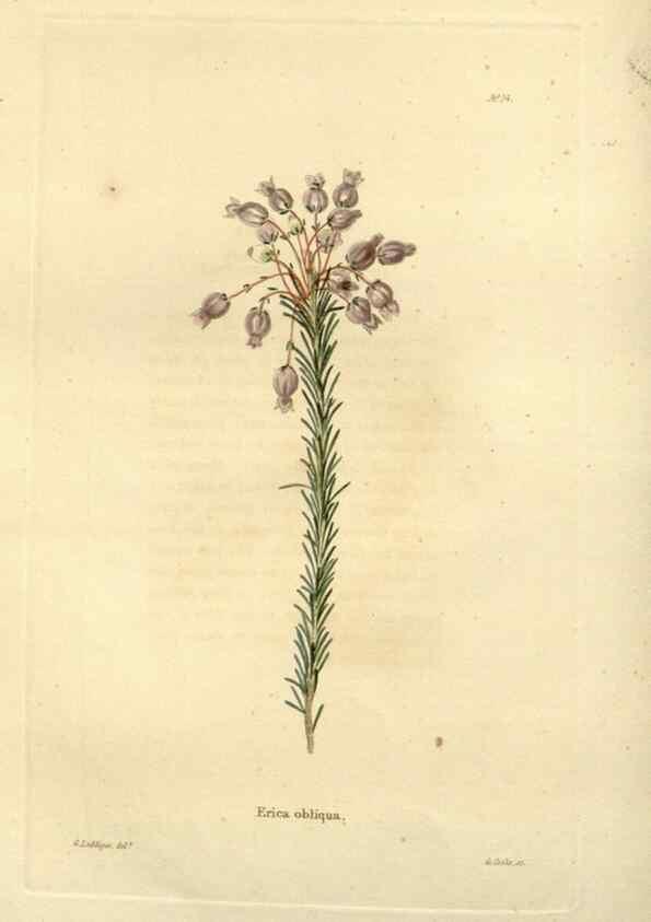 Reproducción/Reproduction 48623697686: The botanical cabinet. London :John & Arthur Arch ...,1817-1833.. 