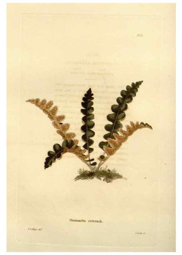Reproducción/Reproduction 48623344803: The botanical cabinet. London :John & Arthur Arch ...,1817-1833.. 