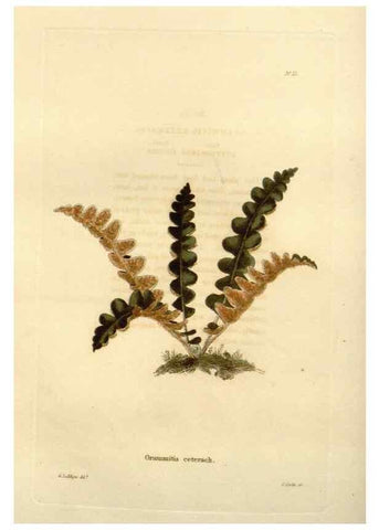 Reproducción/Reproduction 48623344803: The botanical cabinet. London :John & Arthur Arch ...,1817-1833.. 