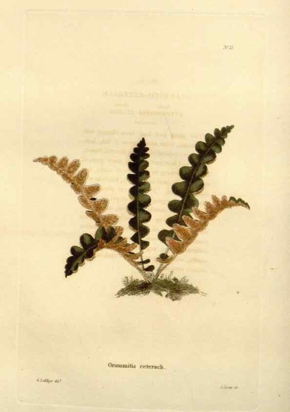 Reproducción/Reproduction 48623344803: The botanical cabinet. London :John & Arthur Arch ...,1817-1833.. 