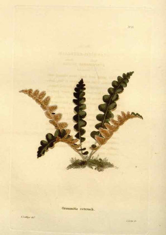Reproducción/Reproduction 48623344803: The botanical cabinet. London :John & Arthur Arch ...,1817-1833.. 
