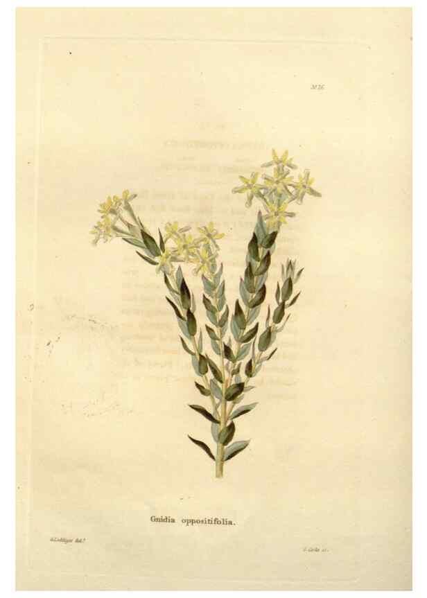 Reproducción/Reproduction 48623345233: The botanical cabinet. London :John & Arthur Arch ...,1817-1833.. 
