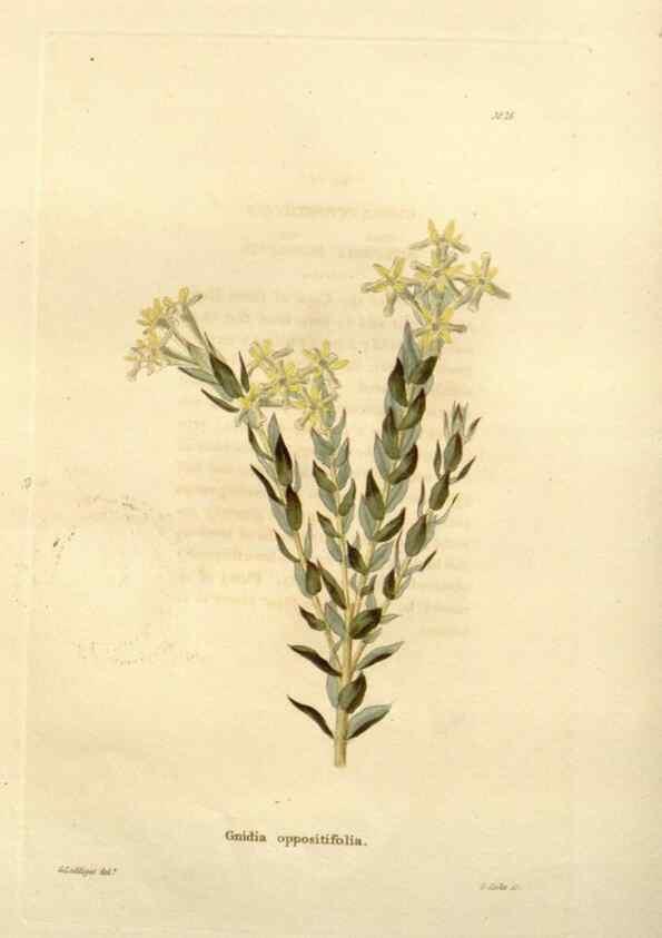 Reproducción/Reproduction 48623345233: The botanical cabinet. London :John & Arthur Arch ...,1817-1833.. 