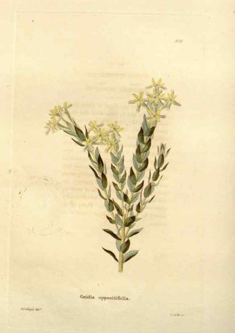 Reproducción/Reproduction 48623345233: The botanical cabinet. London :John & Arthur Arch ...,1817-1833.. 