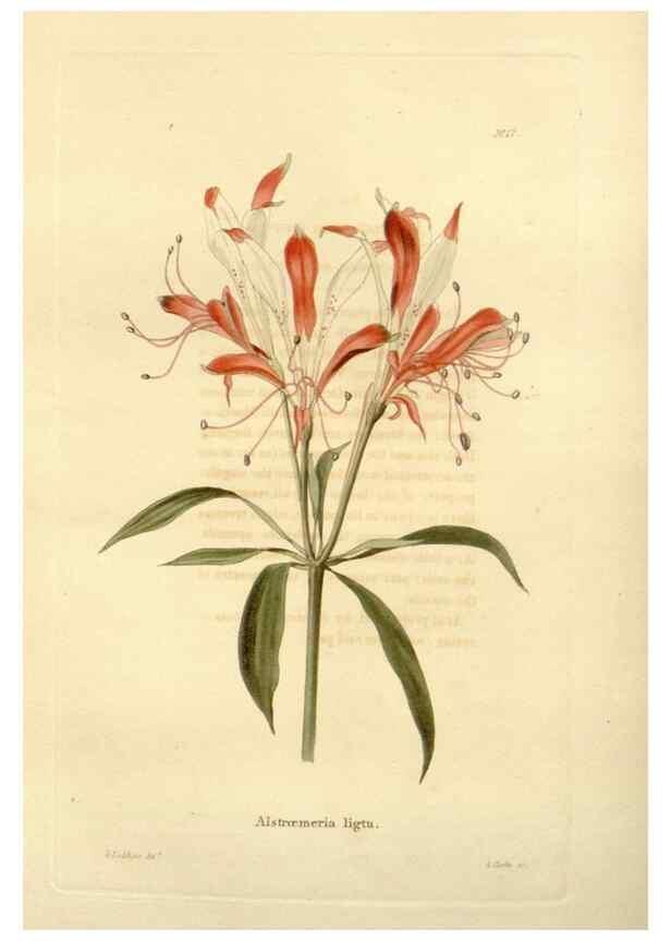 Reproducción/Reproduction 48623345643: The botanical cabinet. London :John & Arthur Arch ...,1817-1833.. 
