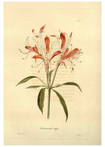 Reproducción/Reproduction 48623345643: The botanical cabinet. London :John & Arthur Arch ...,1817-1833.. 