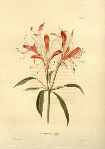 Reproducción/Reproduction 48623345643: The botanical cabinet. London :John & Arthur Arch ...,1817-1833.. 