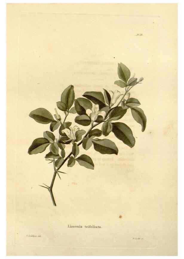 Reproducción/Reproduction 48623699471: The botanical cabinet. London :John & Arthur Arch ...,1817-1833.. 