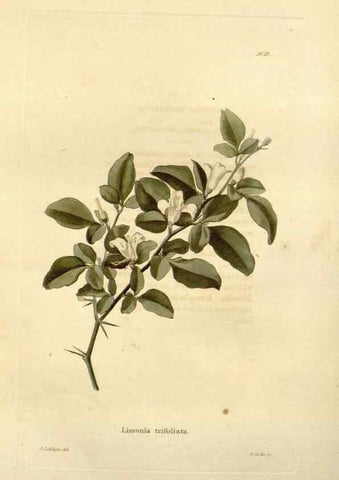 Reproducción/Reproduction 48623699471: The botanical cabinet. London :John & Arthur Arch ...,1817-1833.. 