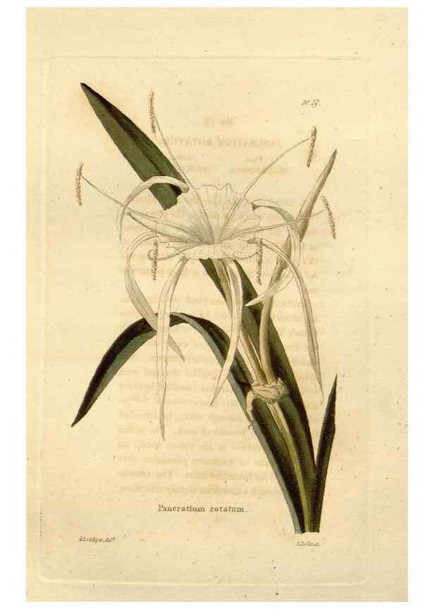 Reproducción/Reproduction 48623346398: The botanical cabinet. London :John & Arthur Arch ...,1817-1833.. 