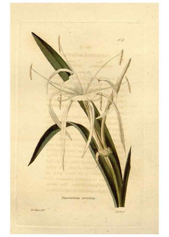 Reproducción/Reproduction 48623346398: The botanical cabinet. London :John & Arthur Arch ...,1817-1833.. 