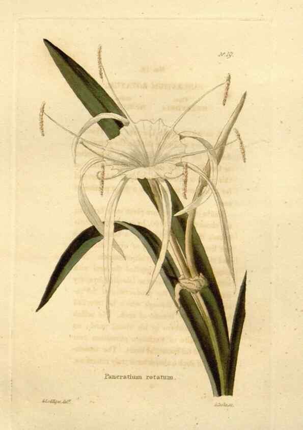 Reproducción/Reproduction 48623346398: The botanical cabinet. London :John & Arthur Arch ...,1817-1833.. 