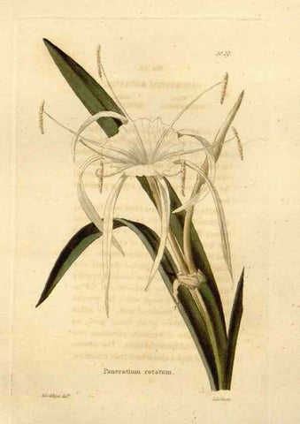 Reproducción/Reproduction 48623346398: The botanical cabinet. London :John & Arthur Arch ...,1817-1833.. 