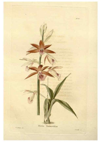 Reproducción/Reproduction 48623848222: The botanical cabinet. London :John & Arthur Arch ...,1817-1833.. 
