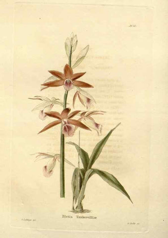 Reproducción/Reproduction 48623848222: The botanical cabinet. London :John & Arthur Arch ...,1817-1833.. 