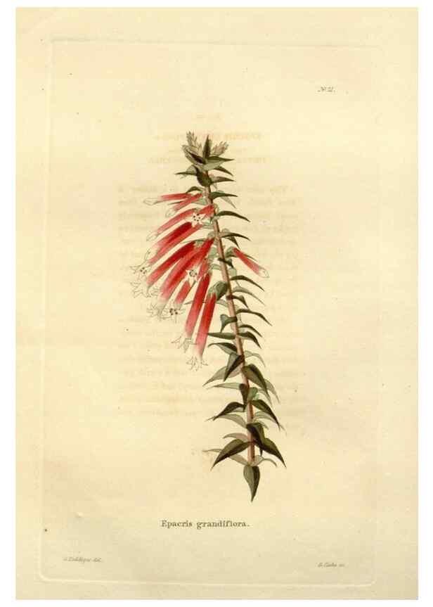 Reproducción/Reproduction 48623848587: The botanical cabinet. London :John & Arthur Arch ...,1817-1833.. 
