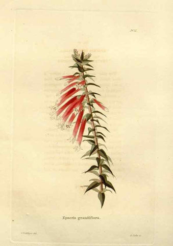 Reproducción/Reproduction 48623848587: The botanical cabinet. London :John & Arthur Arch ...,1817-1833.. 