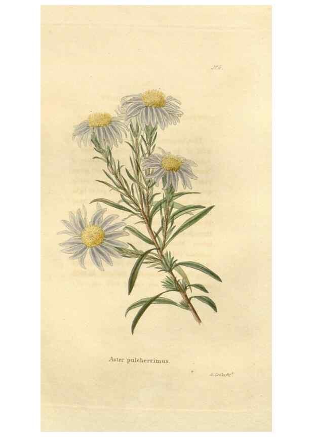 Reproducción/Reproduction 48623341368: The botanical cabinet. London :John & Arthur Arch ...,1817-1833.. 