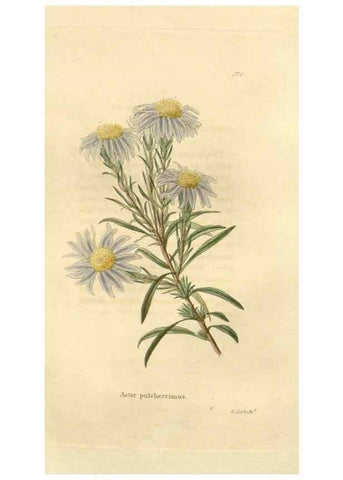 Reproducción/Reproduction 48623341368: The botanical cabinet. London :John & Arthur Arch ...,1817-1833.. 