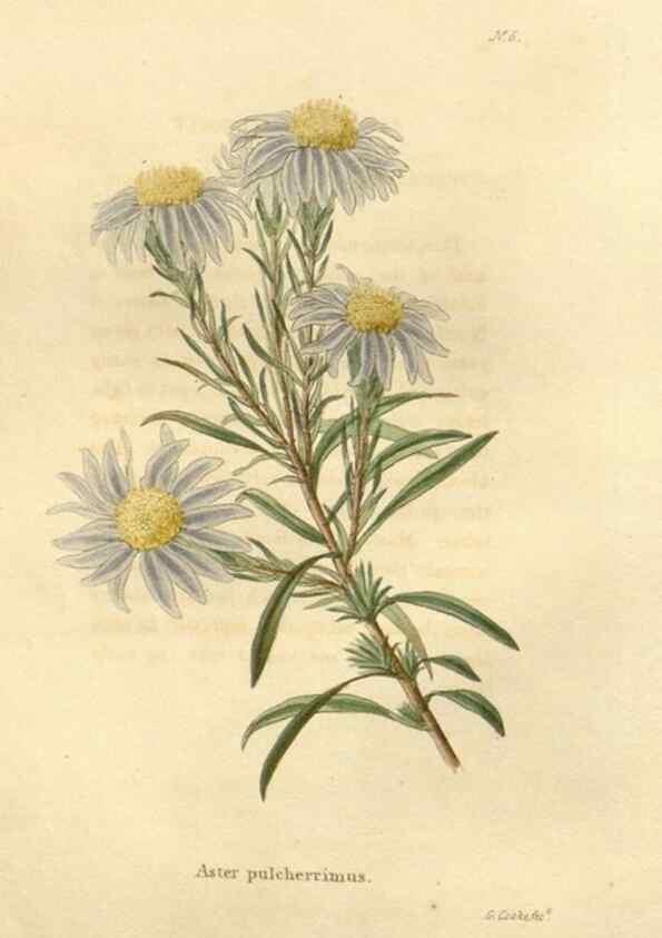 Reproducción/Reproduction 48623341368: The botanical cabinet. London :John & Arthur Arch ...,1817-1833.. 
