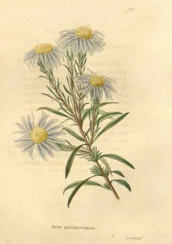 Reproducción/Reproduction 48623341368: The botanical cabinet. London :John & Arthur Arch ...,1817-1833.. 