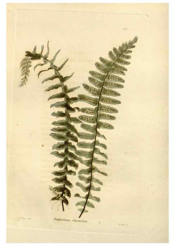 Reproducción/Reproduction 48623694156: The botanical cabinet. London :John & Arthur Arch ...,1817-1833.. 