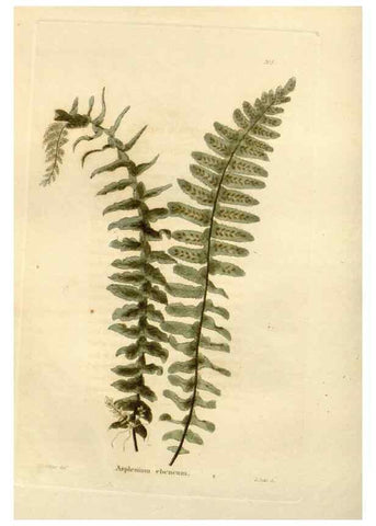 Reproducción/Reproduction 48623694156: The botanical cabinet. London :John & Arthur Arch ...,1817-1833.. 