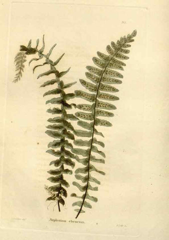 Reproducción/Reproduction 48623694156: The botanical cabinet. London :John & Arthur Arch ...,1817-1833.. 