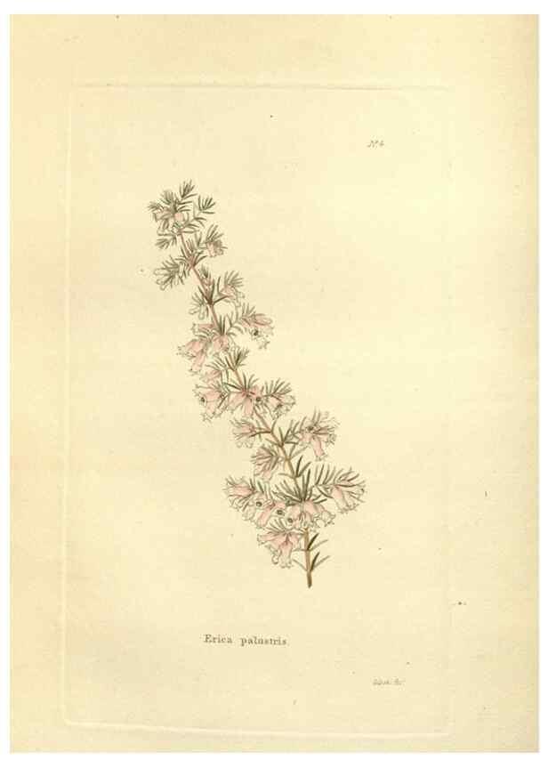 Reproducción/Reproduction 48623693776: The botanical cabinet. London :John & Arthur Arch ...,1817-1833.. 