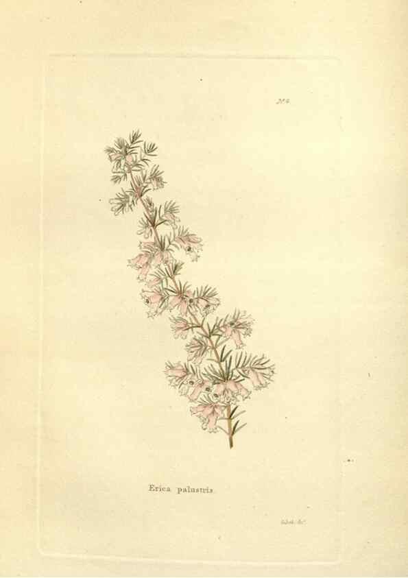 Reproducción/Reproduction 48623693776: The botanical cabinet. London :John & Arthur Arch ...,1817-1833.. 
