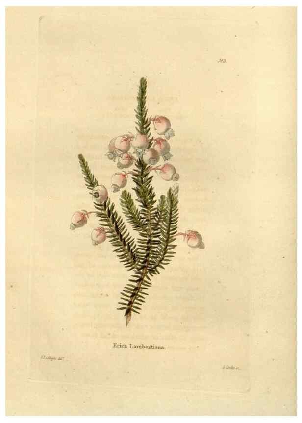 Reproducción/Reproduction 48623340358: The botanical cabinet. London :John & Arthur Arch ...,1817-1833.. 